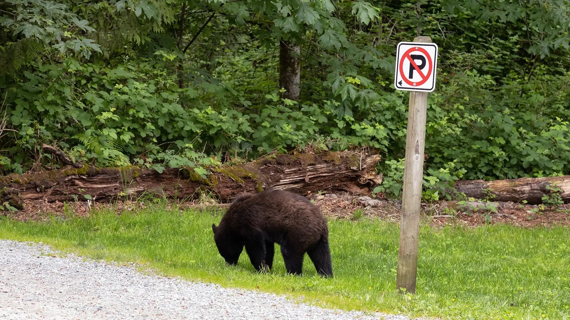 Alaska Bear Spray Rental The Anchorage Bear Population