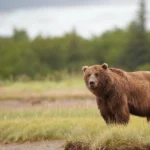 Do You Need Bear Spray In Alaska