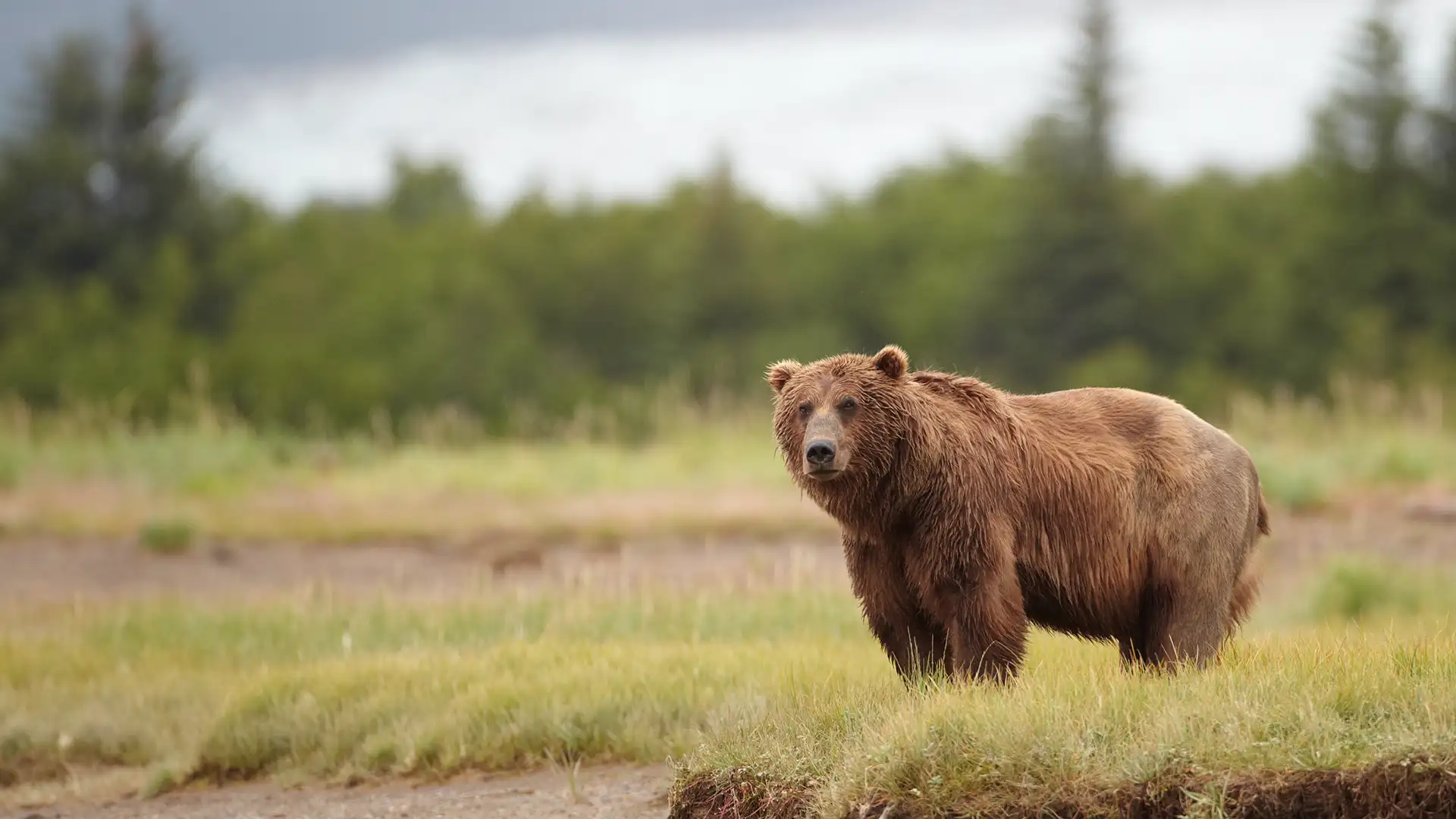 Do You Need Bear Spray In Alaska